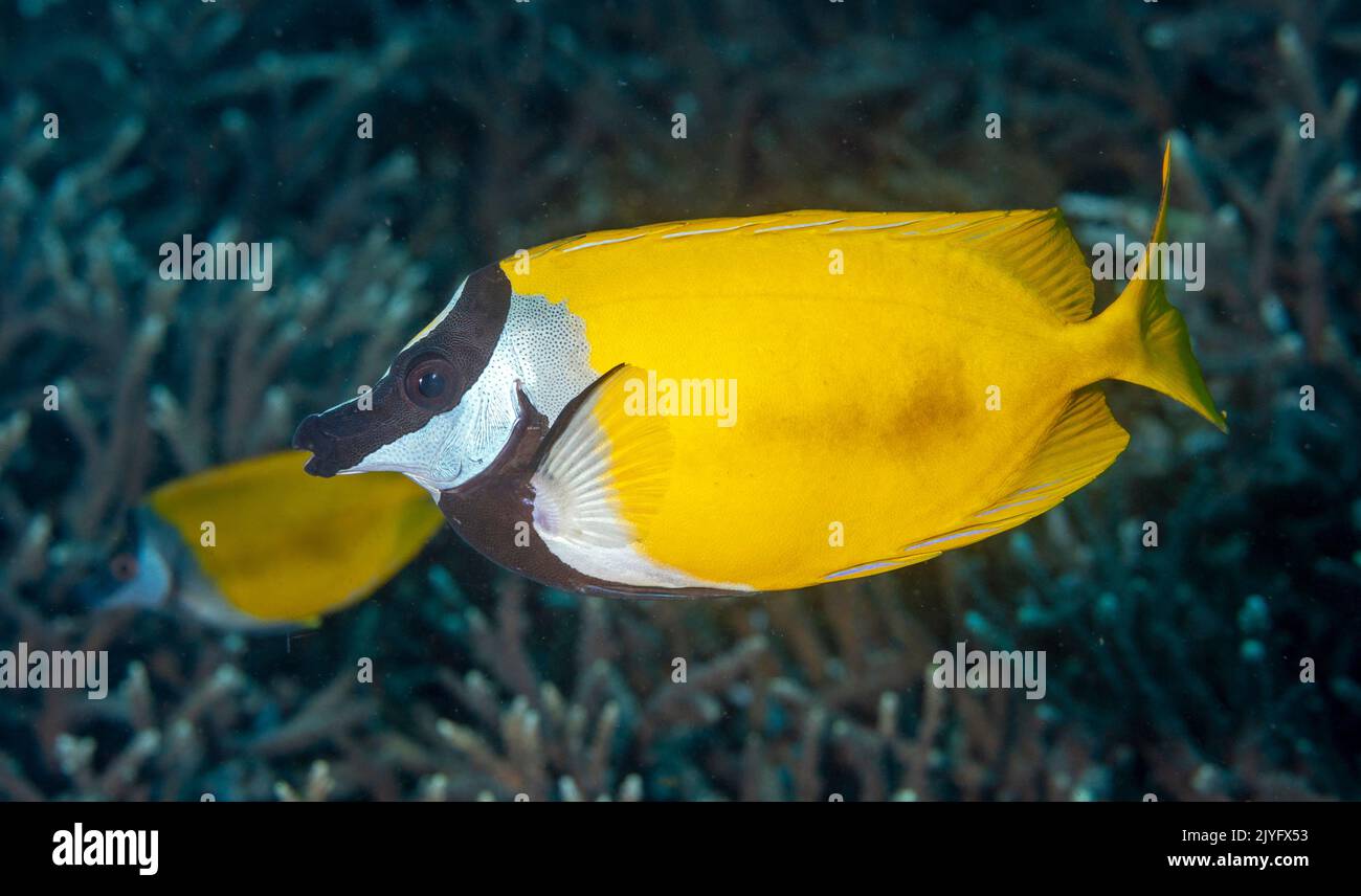 Foxface rabbitfish, Siganus vulpinus, Raja Ampat Indonesia Stock Photo