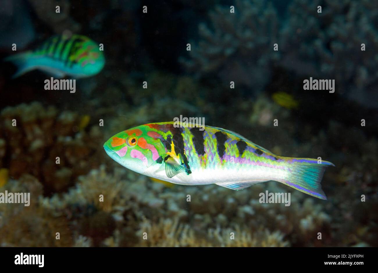 Sixbar wrasse, Thalassoma hardwicke, Raja Ampat Indonesia. Stock Photo