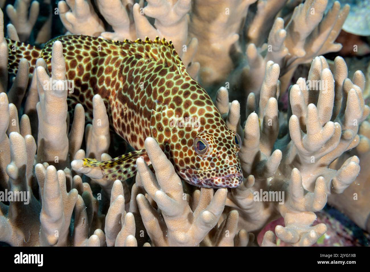 Honeycomb grouper, Ephinephelus merra, Raja Ampat Indonesia Stock Photo