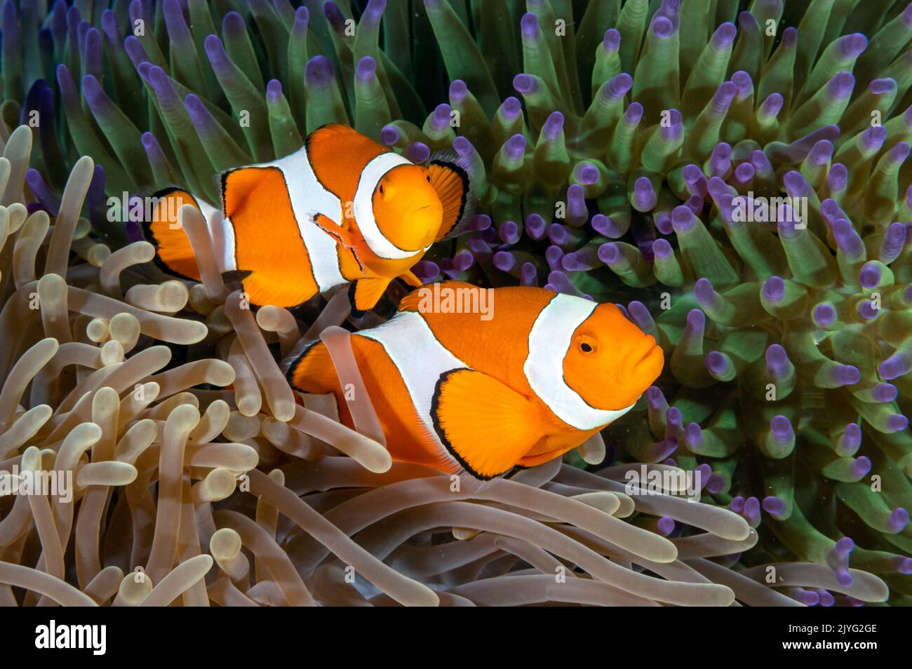 False clown anemonefish, Amphiprion ocellaris, Raja Ampat Indonesia Stock Photo