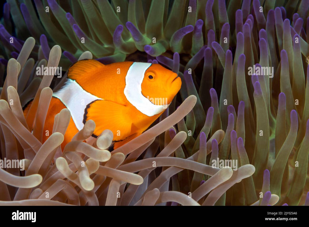 False clown anemonefish, Amphiprion ocellaris, Raja Ampat Indonesia Stock Photo