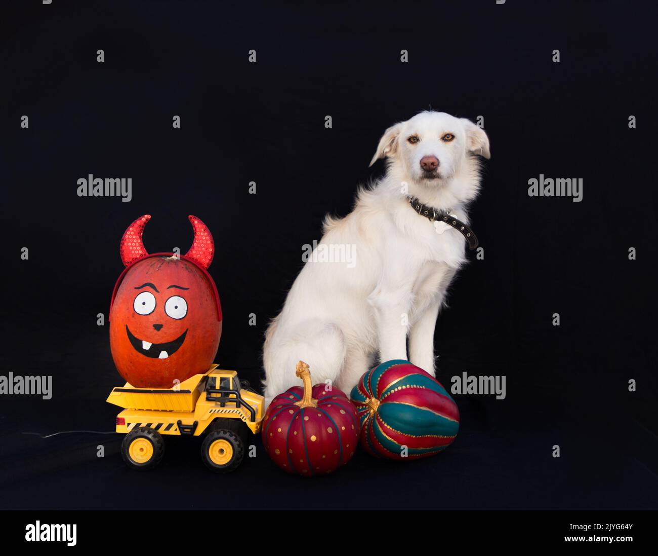 white dog, a children's toy car loaded with colorful pumpkins. A beloved pet helps in preparation for the Halloween holiday. Delivery of vegetables. T Stock Photo