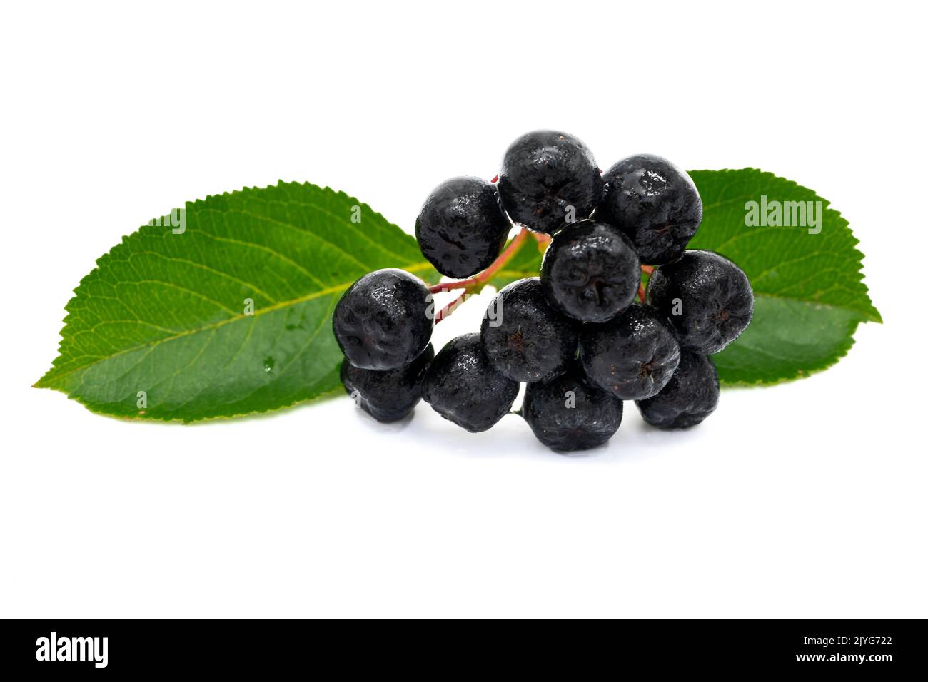 Aronia berry isolated on white background Stock Photo