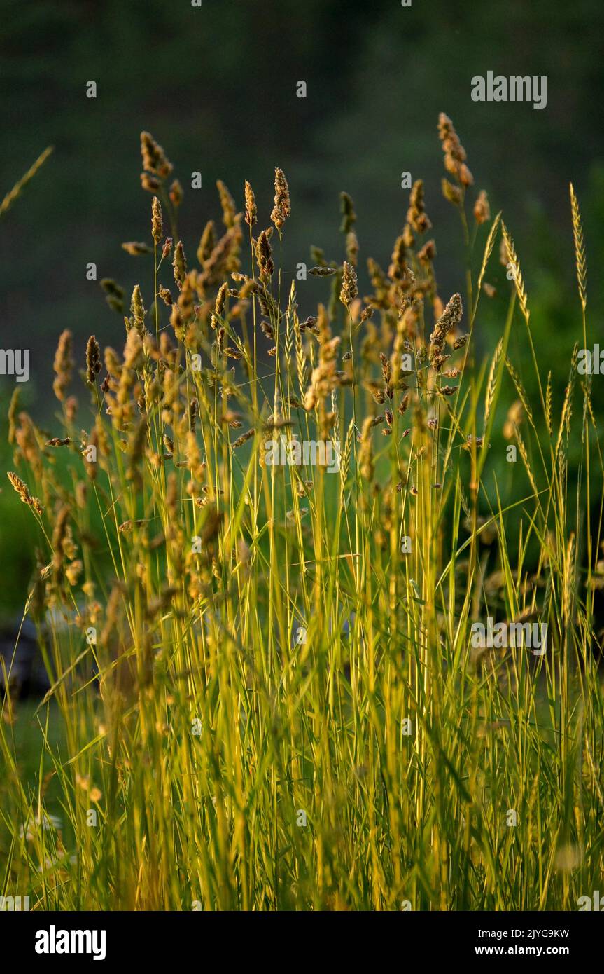 Grasses in the sun Stock Photo