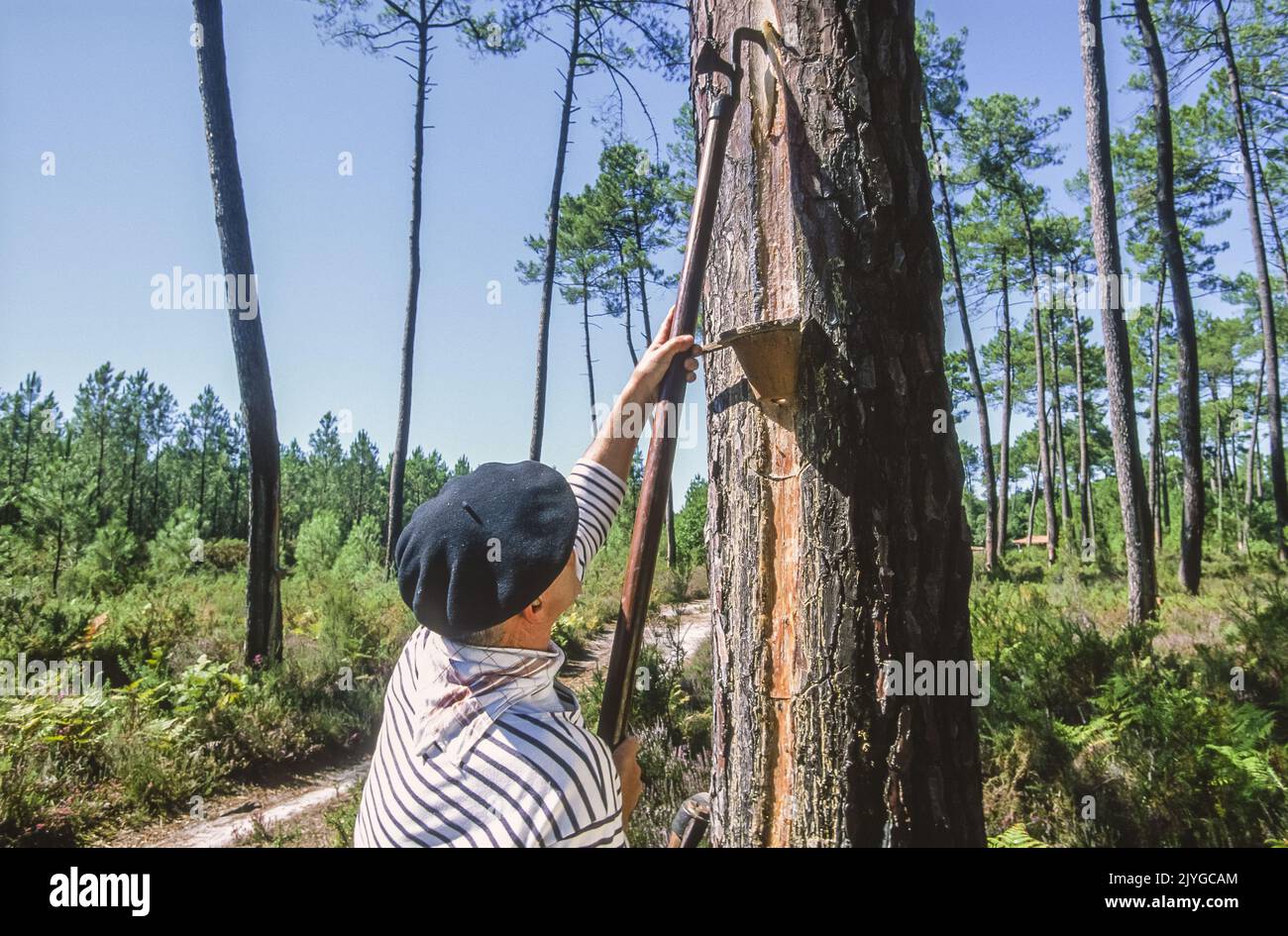 376 Pine Resin Stock Photos, High-Res Pictures, and Images - Getty