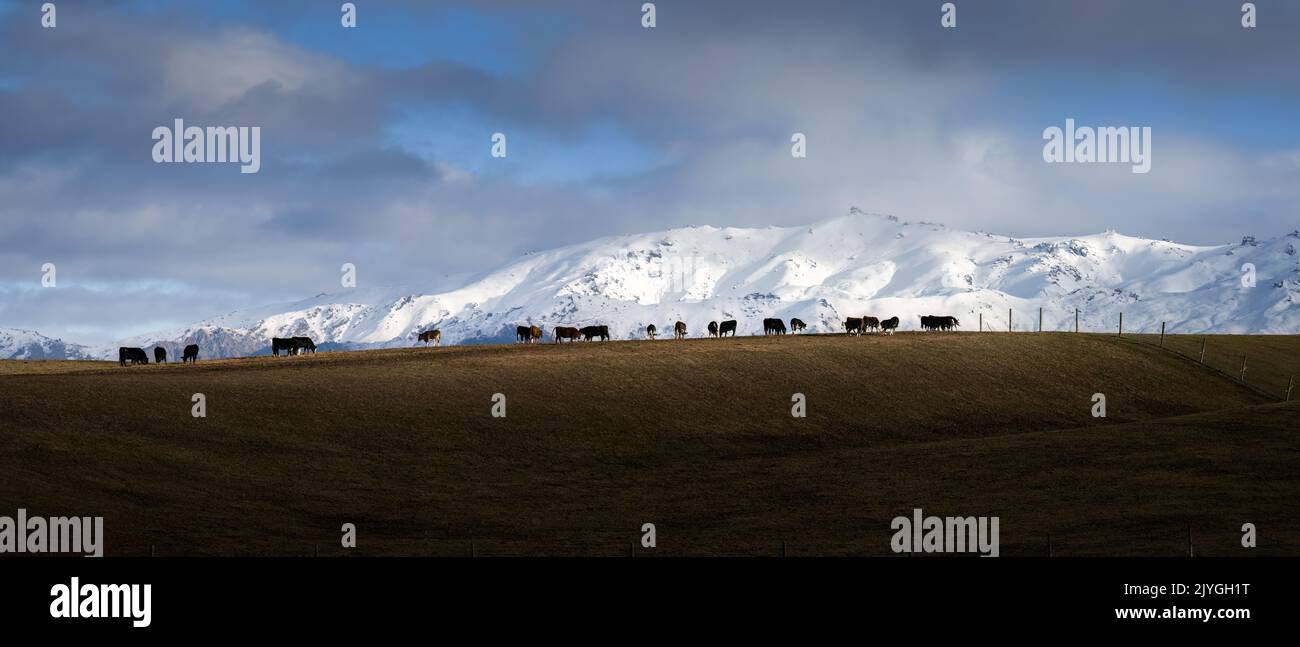 Cattle grazing on the hill, snow-capped Kakanui range in the distance. Maniototo, Central Otago. Stock Photo