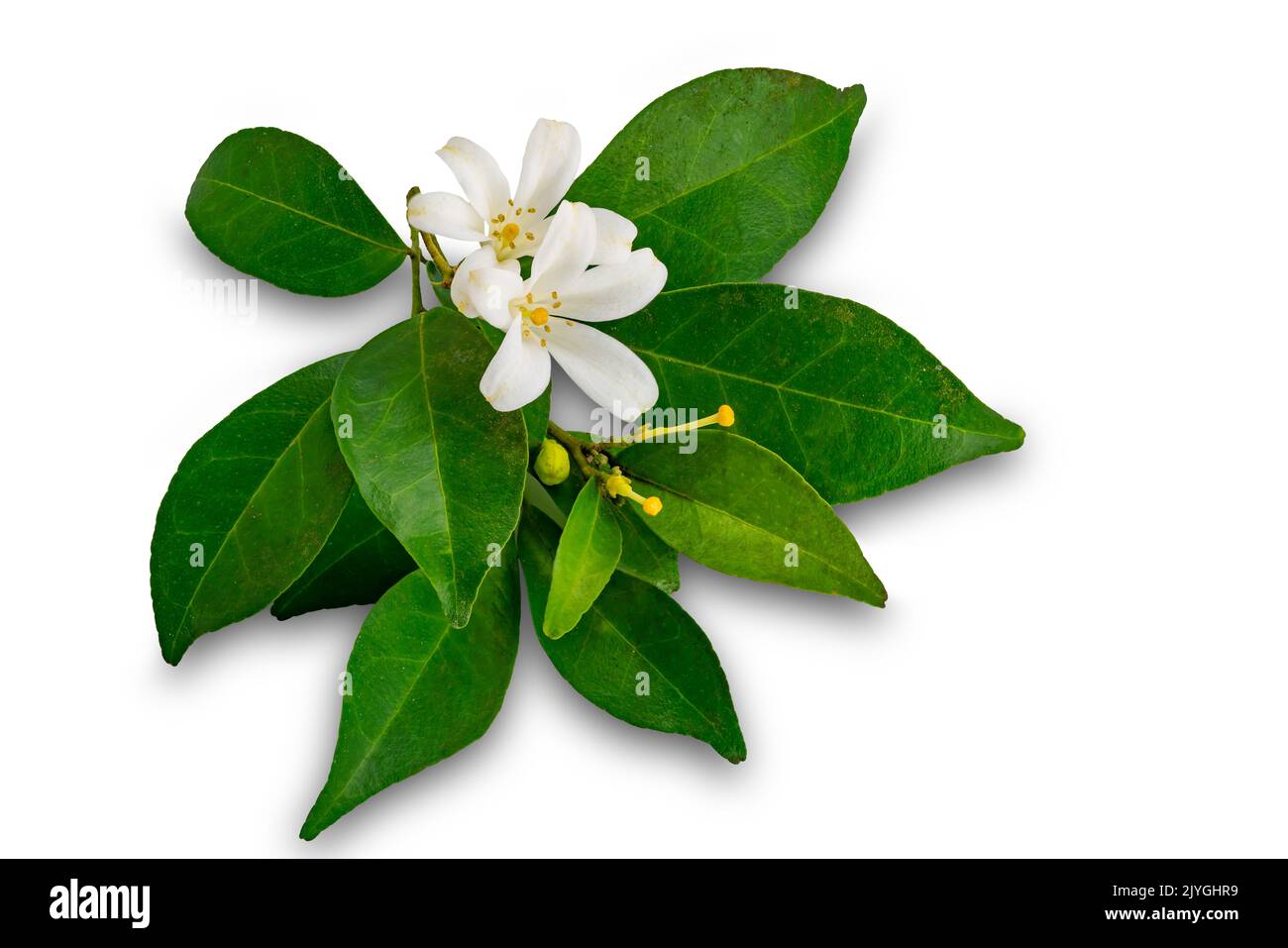 View of orange jasmine with green leaves isolated on white background with clipping path. Stock Photo
