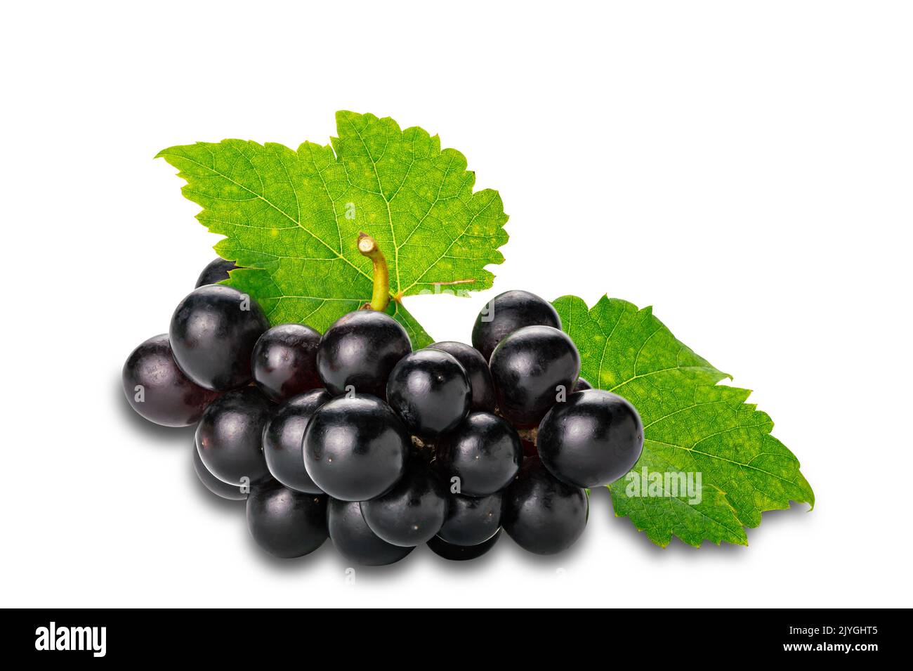Bunch of ripe black grapes with green leaf isolated on white background with clipping path. Stock Photo