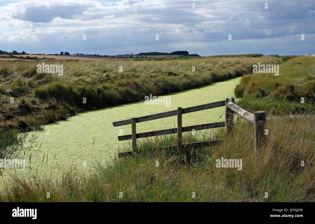 green algae in dyke at salthouse, north norfolk, england Stock Photo