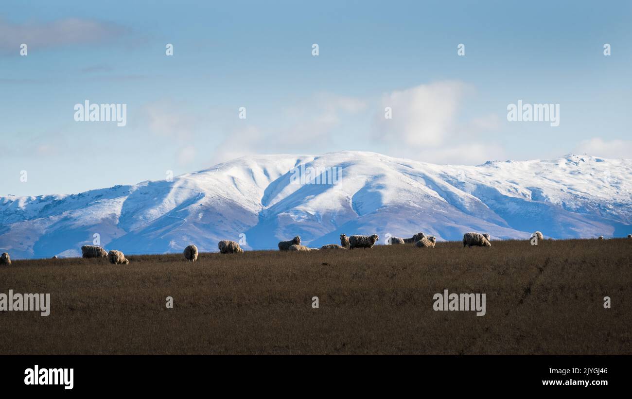 Sheep grazing on the hill, snow-capped Kakanui range in the distance. Maniototo, Central Otago. Stock Photo