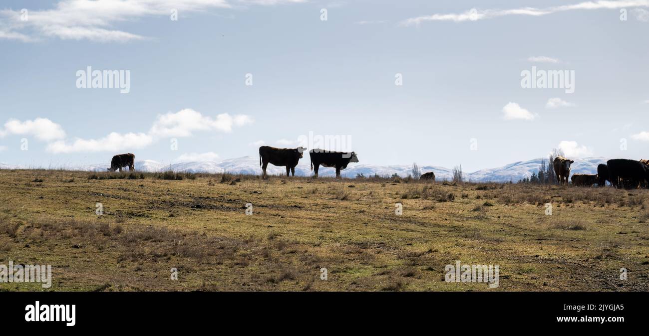 Cattle grazing on the hill, snow-capped mountains in the distance. Central Otago. Stock Photo