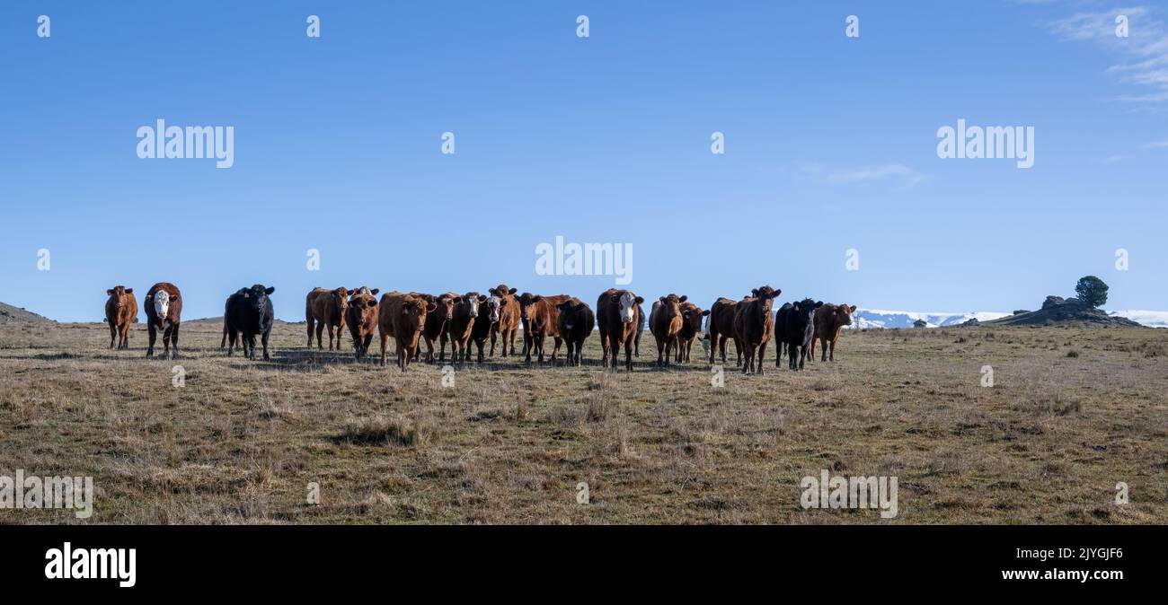 Cattle grazing on the hill top under a blue sky. Central Otago. Stock Photo