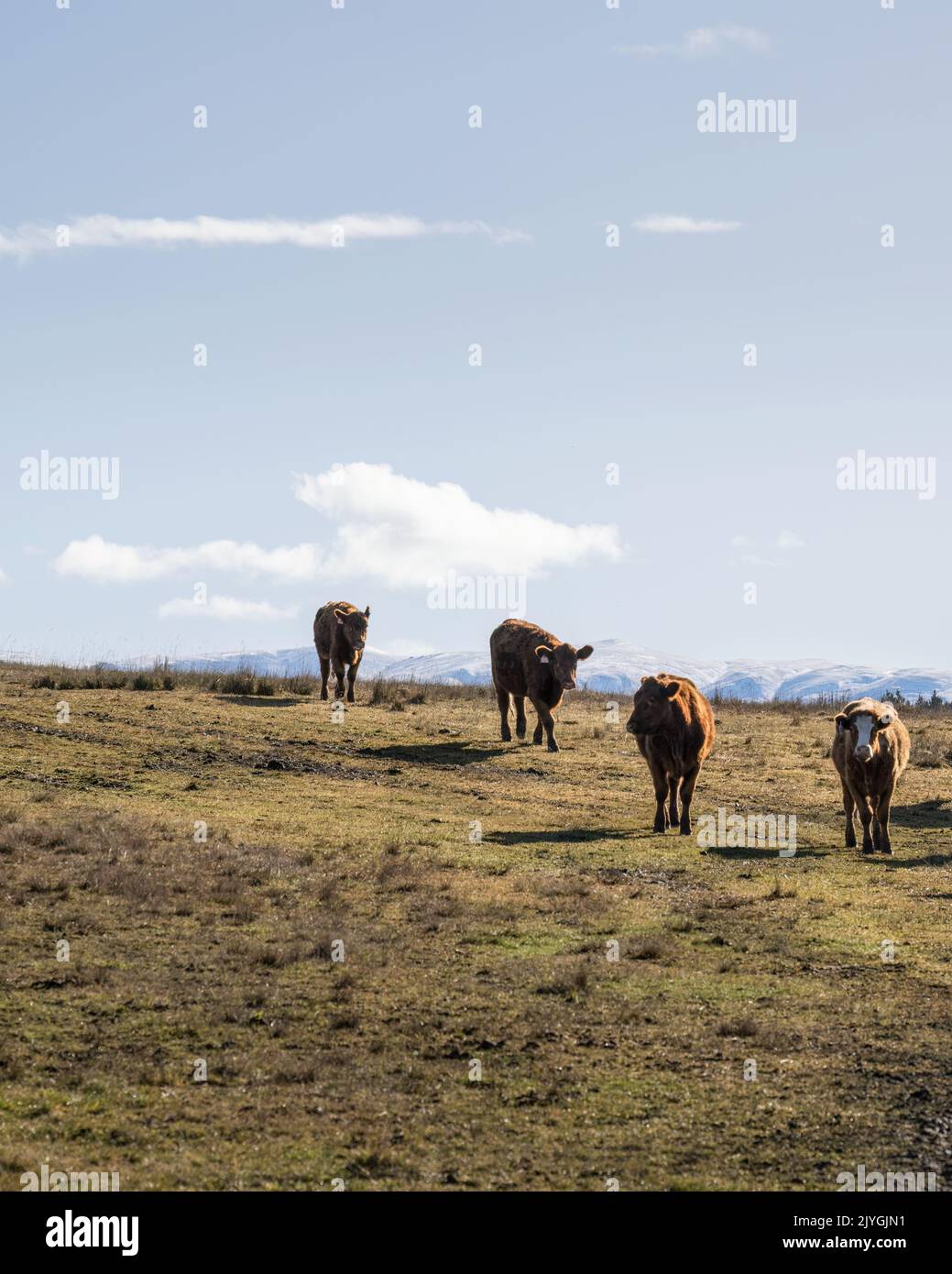 Cattle grazing on the hill, snow-capped mountains in the distance. Central Otago. Vertical format. Stock Photo