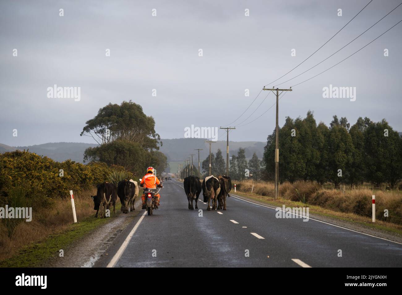 Farmers moving cows on the country road, blocking the traffic. Central Otago, New Zealand. Stock Photo