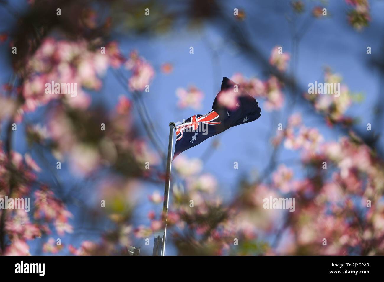 The Australian flag is seen through the blossoms of a dogwood tree at ...