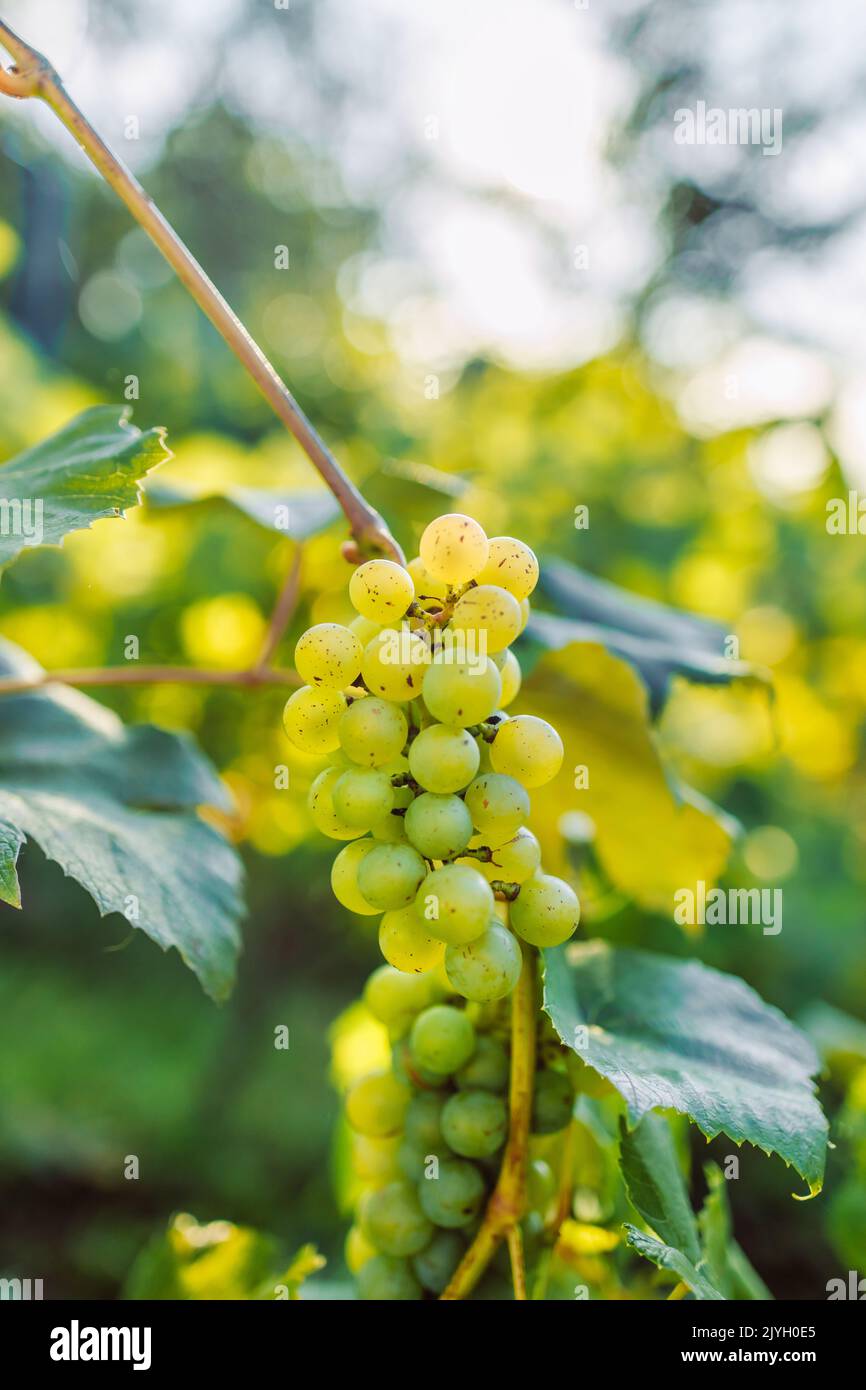 Close up images of harvesting table grapes on a table grape farm in Poland. Copy space