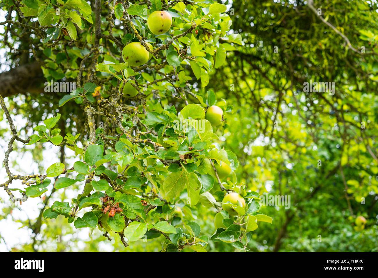 Crab Apple Tree (Malus sylvestris) Somerset, England, UK Stock Photo