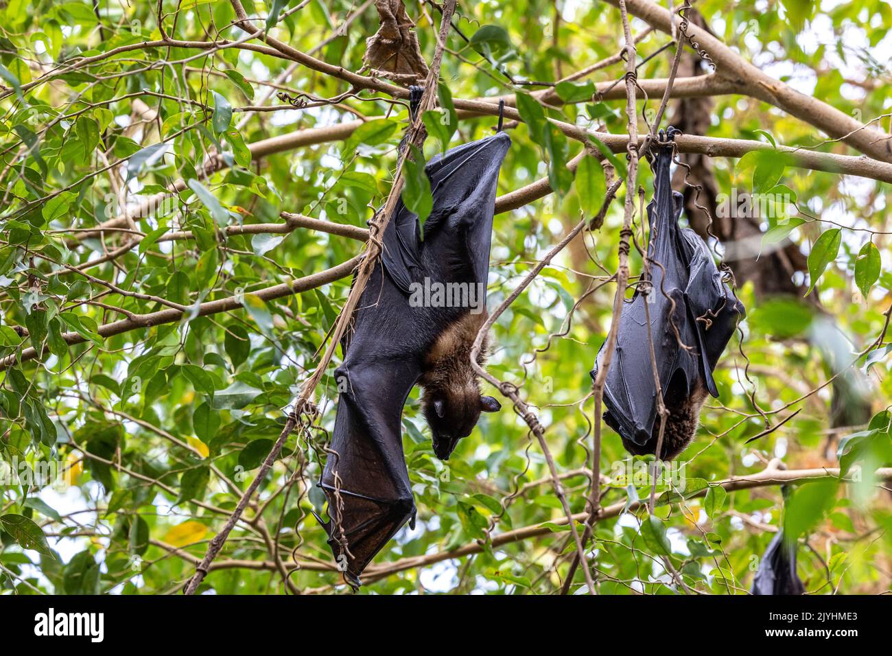 Strawcoloured Fruit Bat Eidolon helvum, beautiful small mammal from