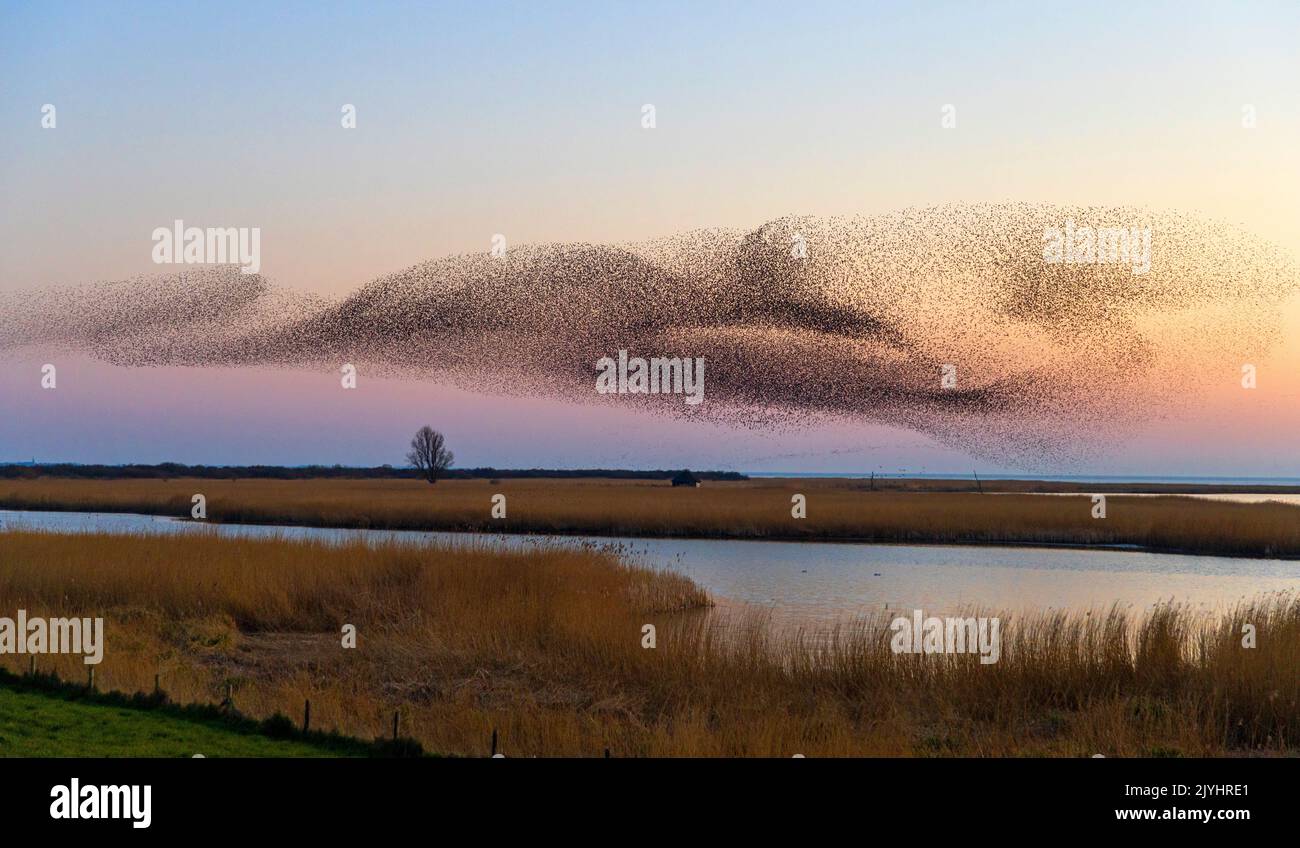 common starling (Sturnus vulgaris), flock flying to the roosting place after sunset, large flock in formation flight, Netherlands, Frisia, Piaam Stock Photo