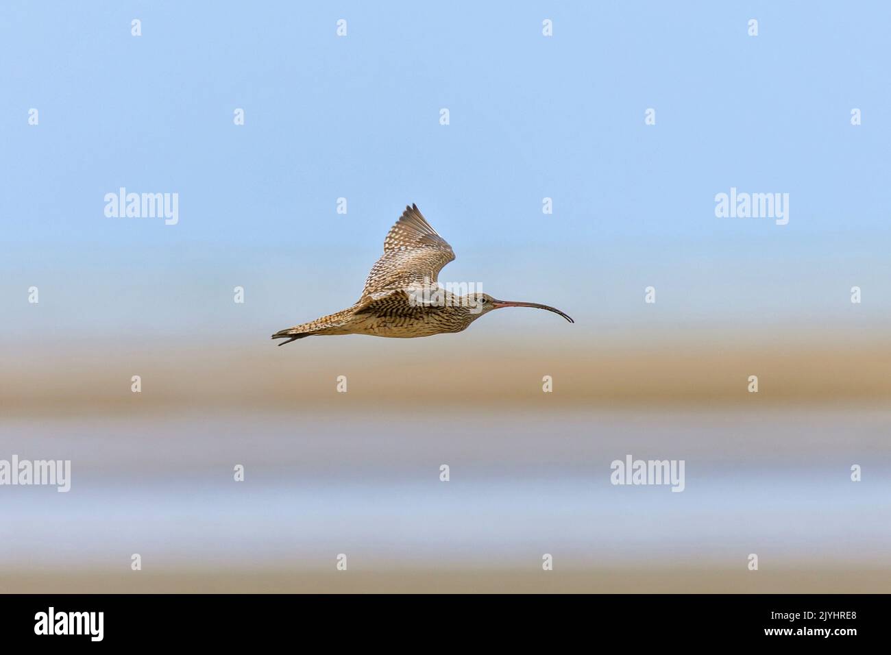 Curlew In Flight far eastern curlew (Numenius madagascariensis), in flight, Australia ...