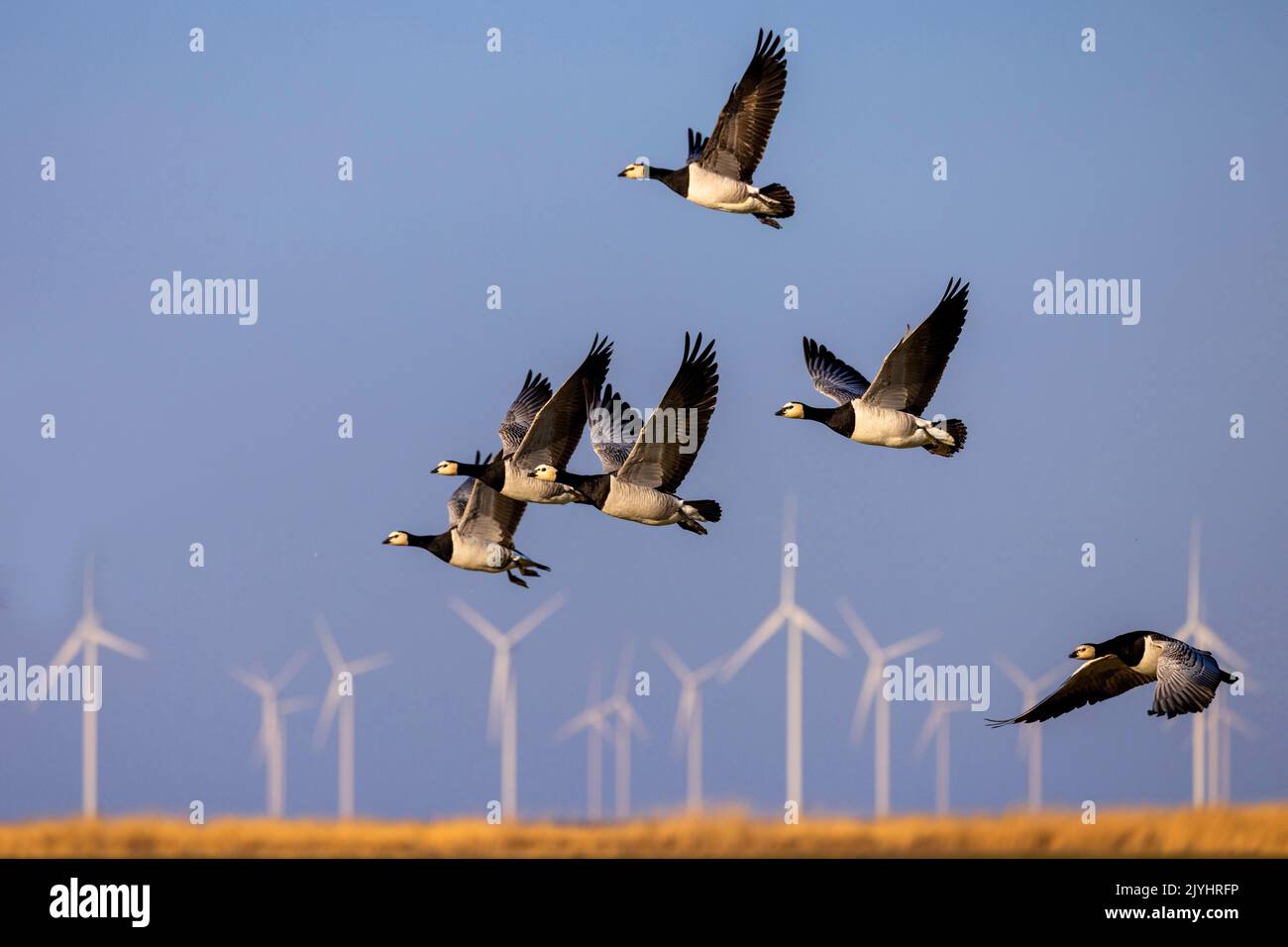 barnacle goose (Branta leucopsis), flying group, windmills in the background, Netherlands, Frisia, Workum Stock Photo
