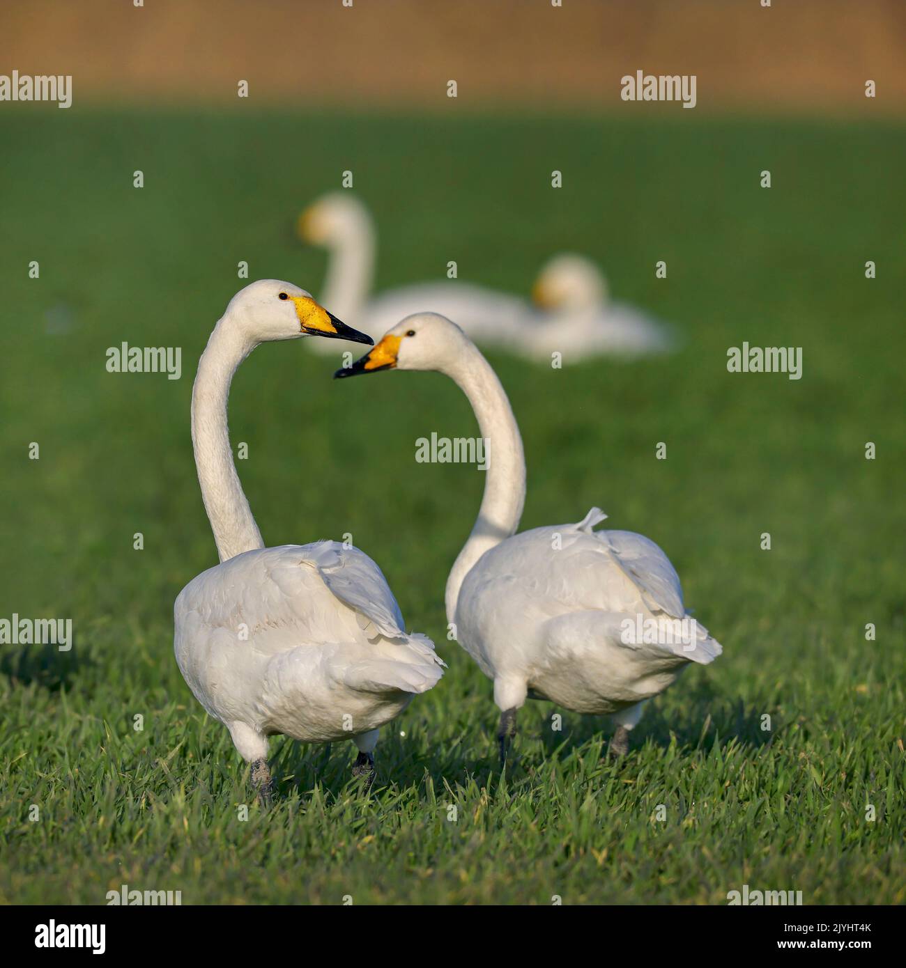 whooper swan (Cygnus cygnus), pair on greenland, Netherlands, Frisia Stock Photo