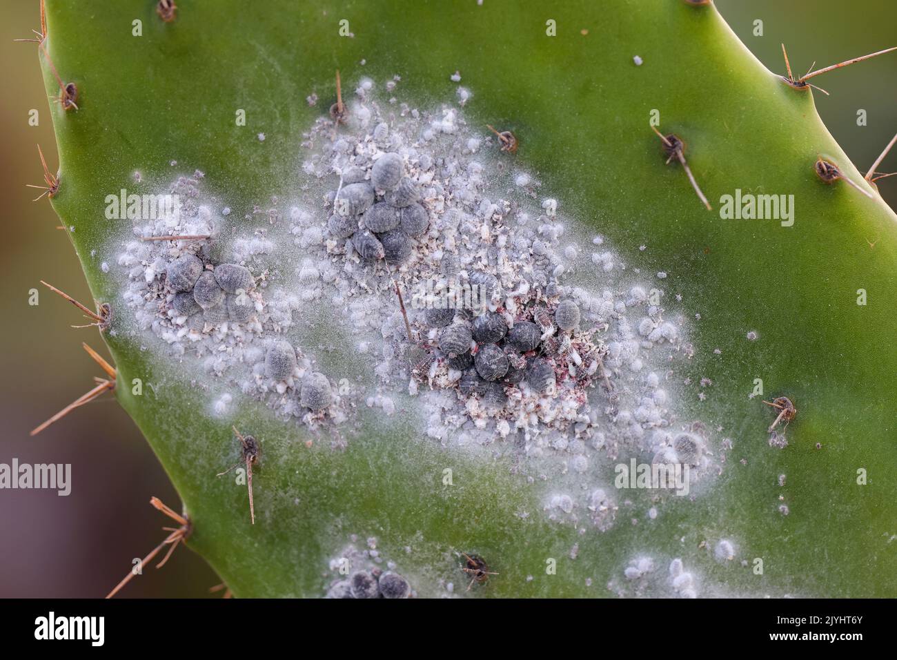 cochineal (Dactylopius coccus), groups of females on opuntia leaf, Canary Islands, Lanzarote Stock Photo