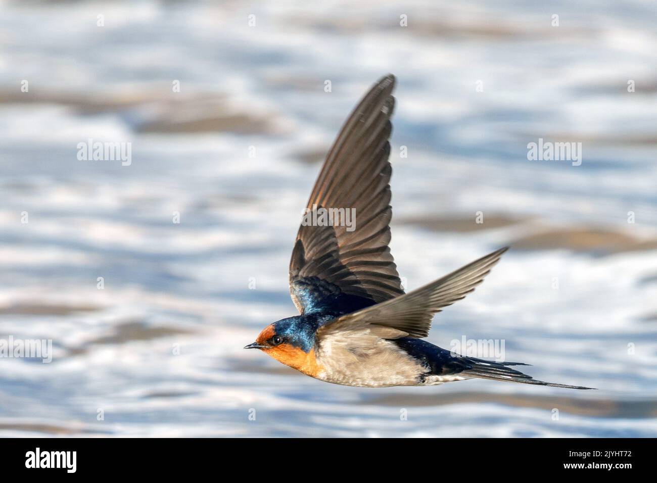 Welcome swallow (Hirundo neoxena), in flight over water, Australia, Suedaustralien Stock Photo