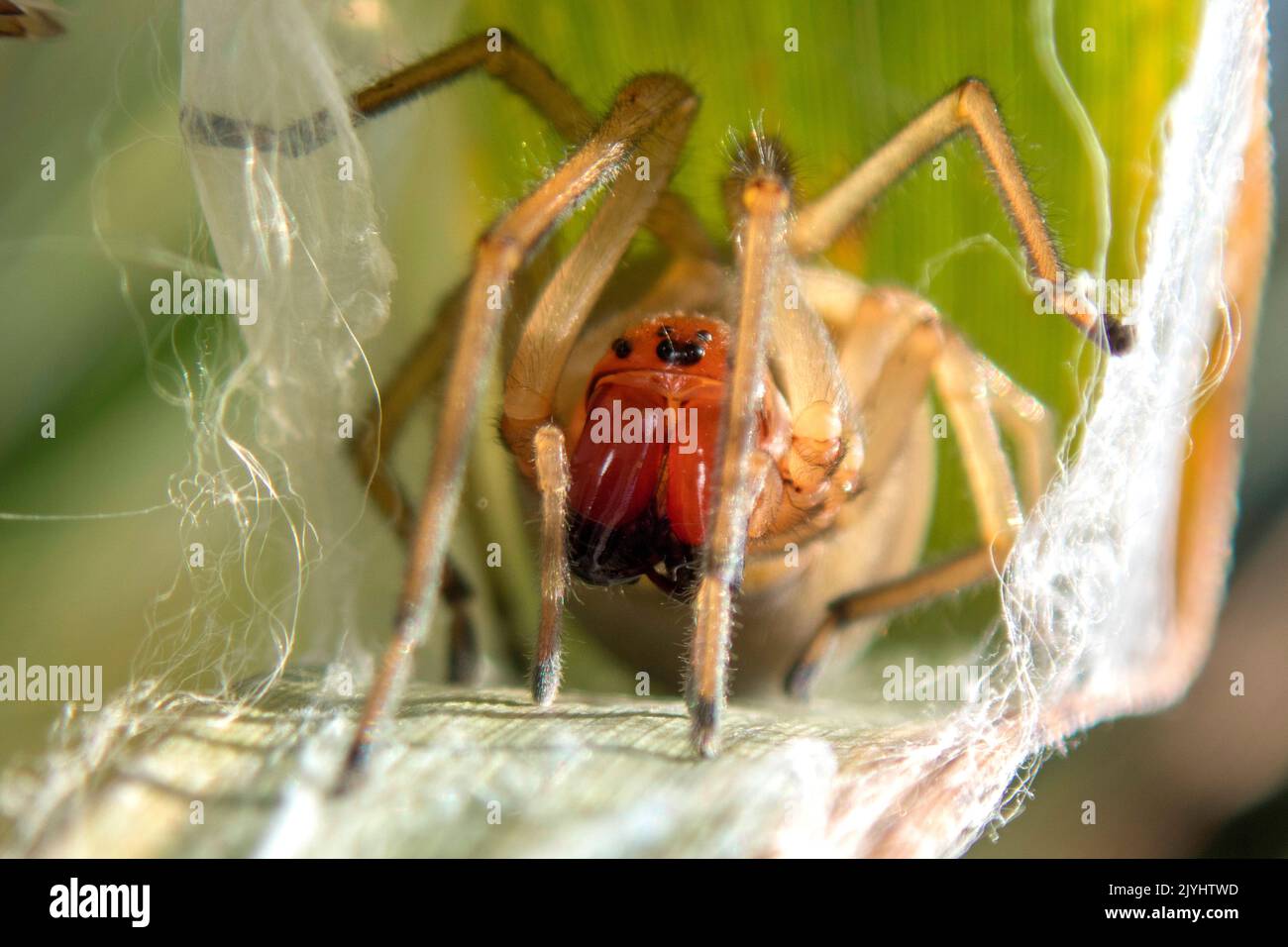 European sac spider, Yellow sack spider (Cheiracanthium punctorium