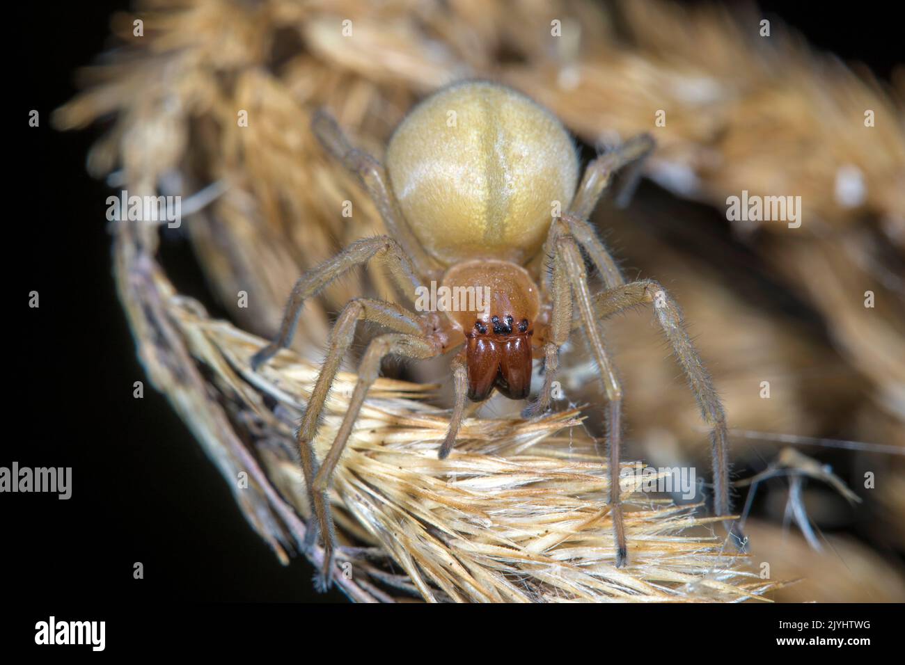 European sac spider, Yellow sack spider (Cheiracanthium punctorium), on a grass ear, Germany Stock Photo