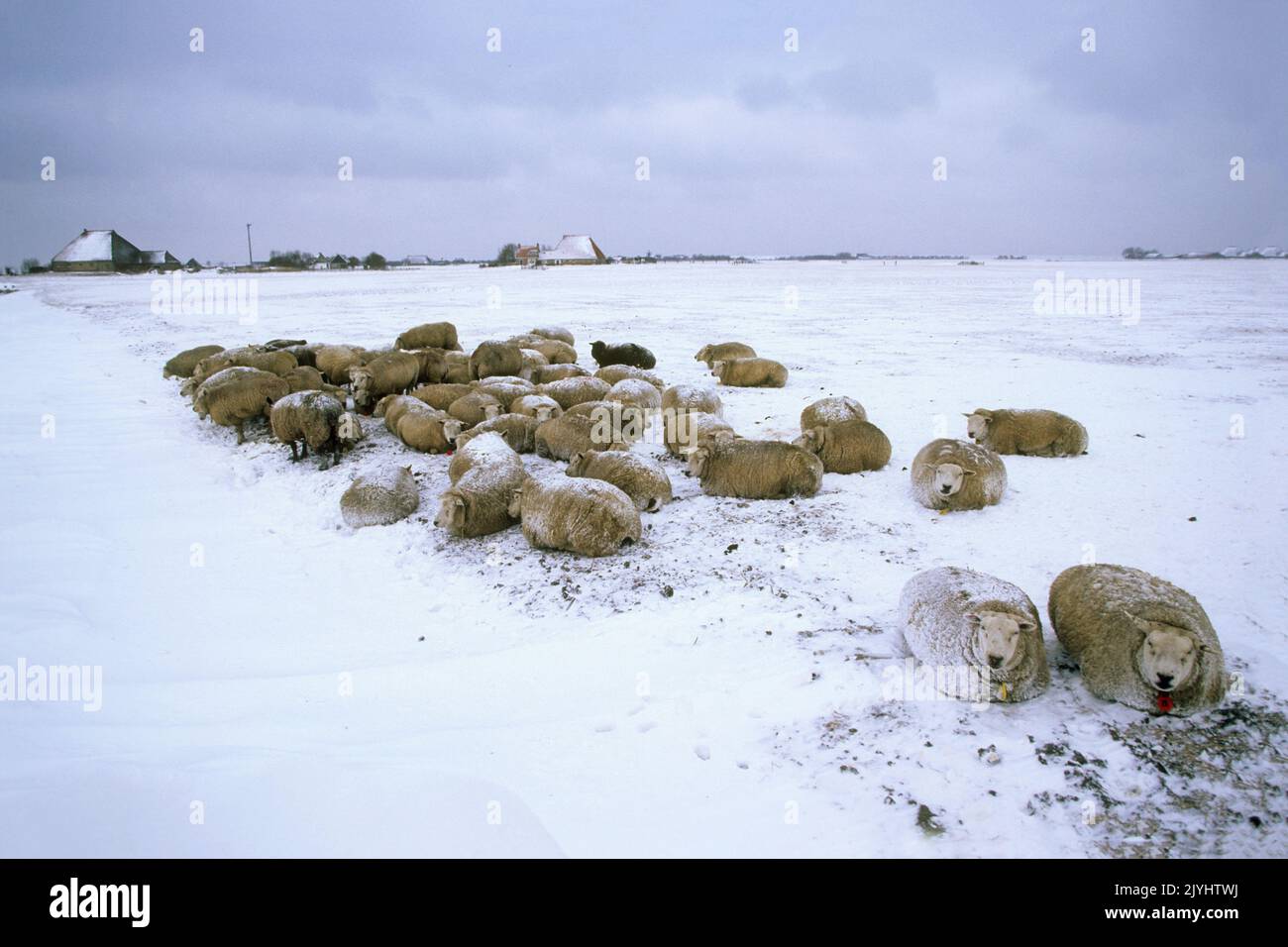 domestic sheep (Ovis ammon f. aries), herd on snowy pasture in winter, Netherlands Antilles, Frisia, Gaast Stock Photo