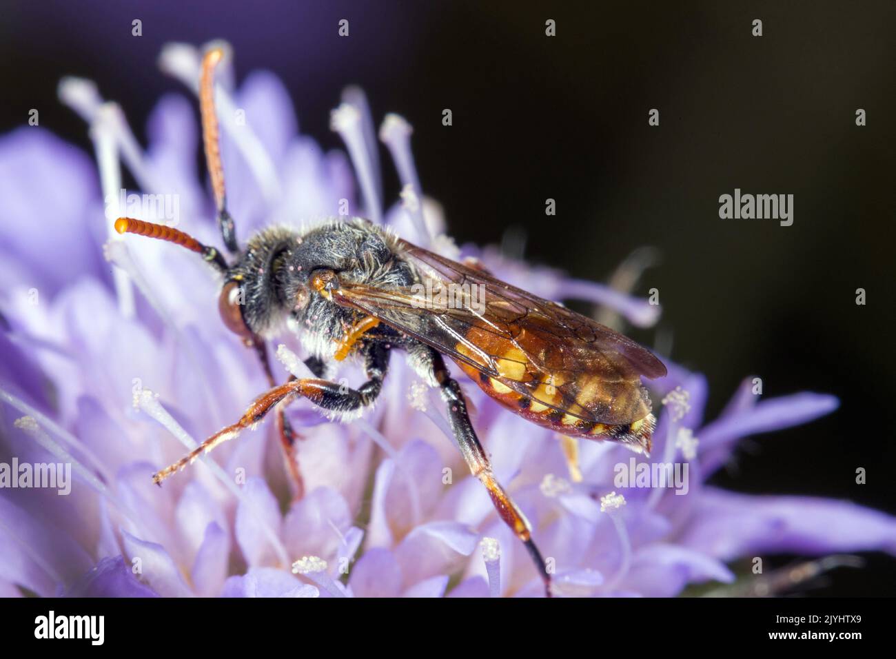 nomad bee (Nomada striata), sits on a flower, Germany Stock Photo