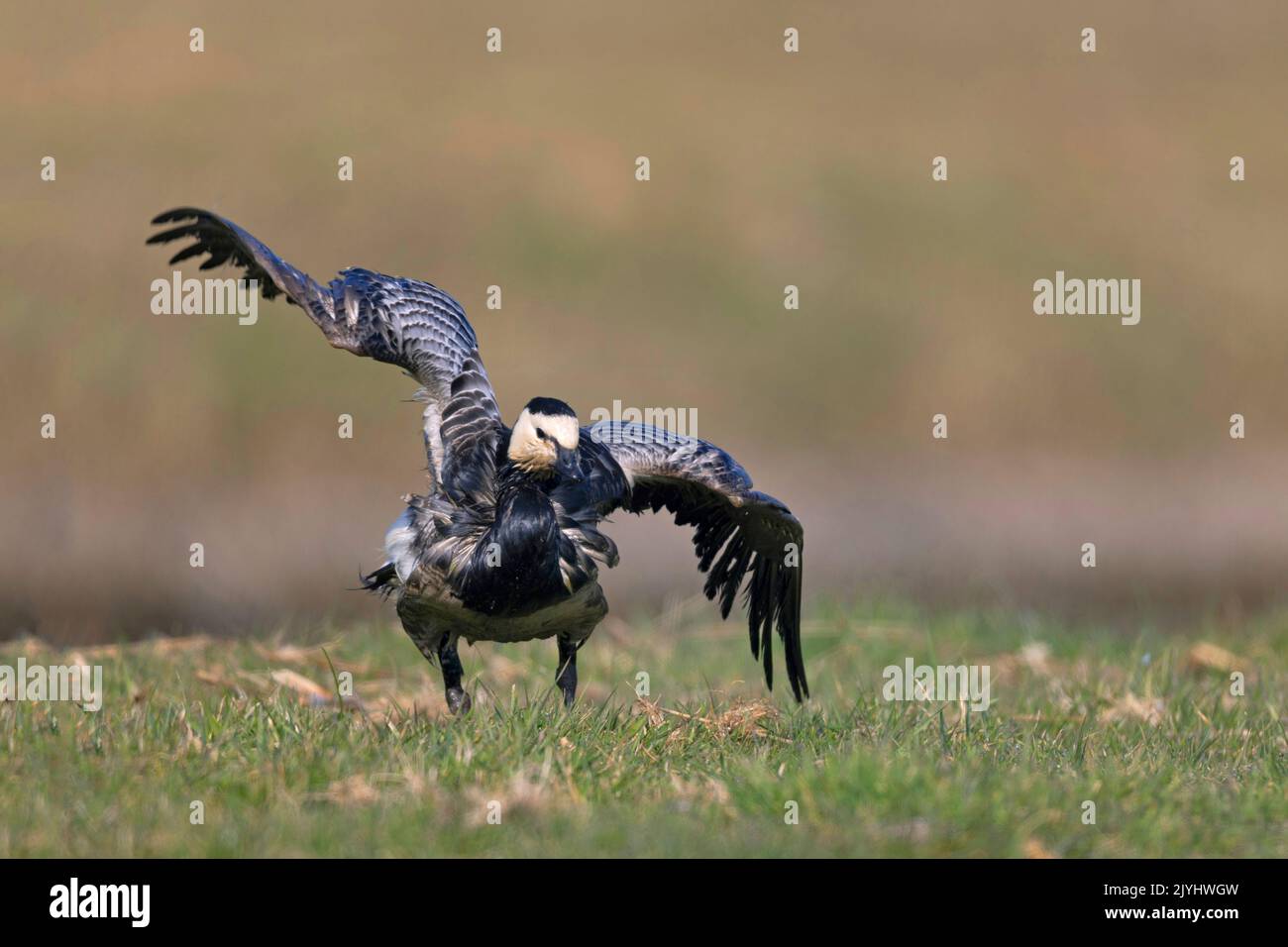 barnacle goose (Branta leucopsis), goose polluted with oil walks ponderous and ill in greenland, Netherlands, Frisia, Workum Stock Photo