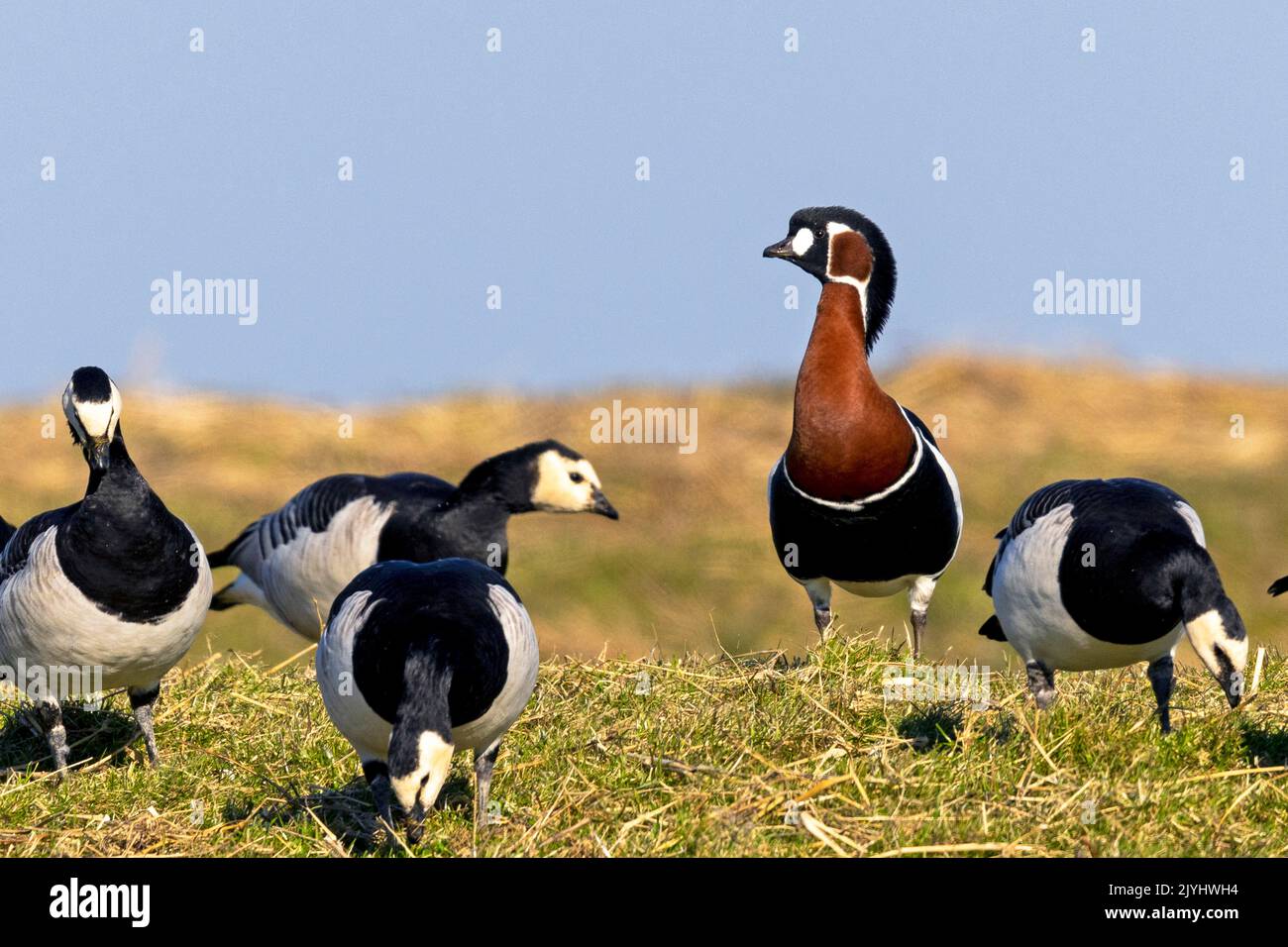 red-breasted goose (Branta ruficollis), stands amidst barnacle geese in greenland, Netherlands, Frisia, Ferwert Stock Photo