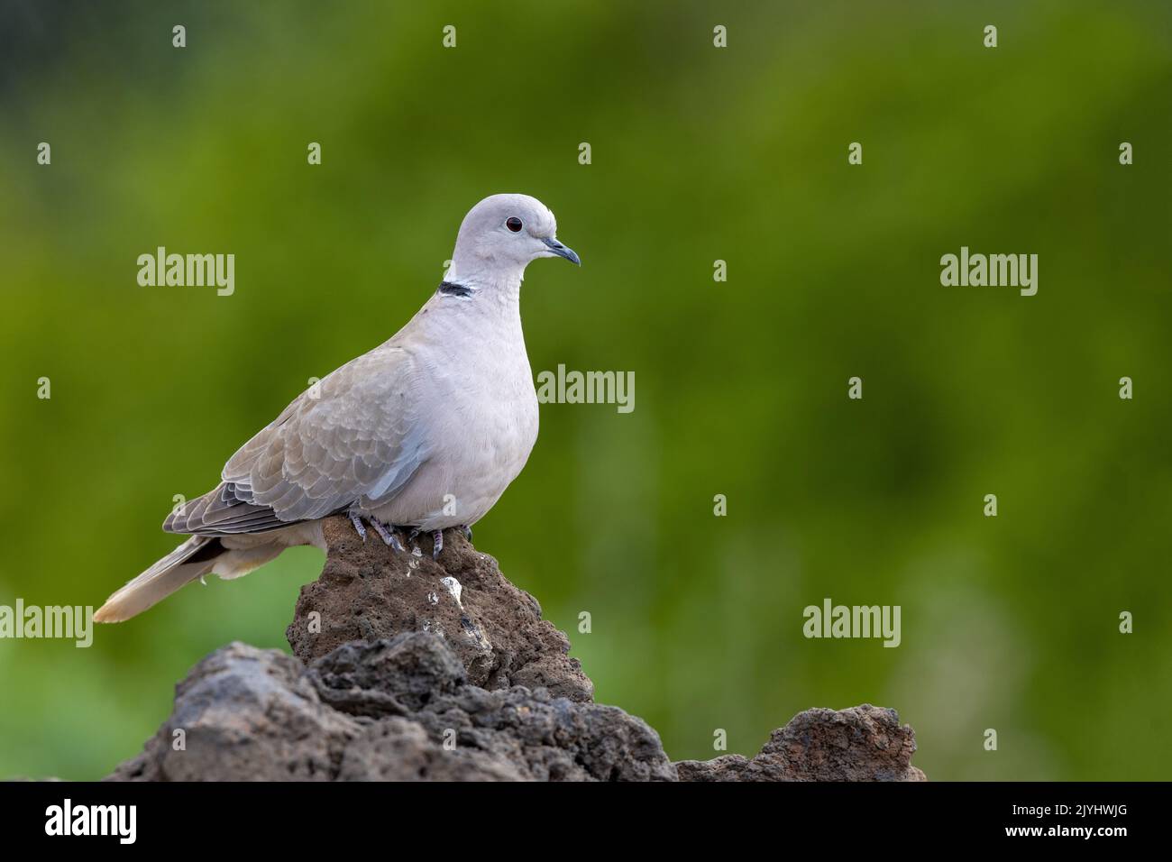 collared dove (Streptopelia decaocto), perched on lava rock, Canary