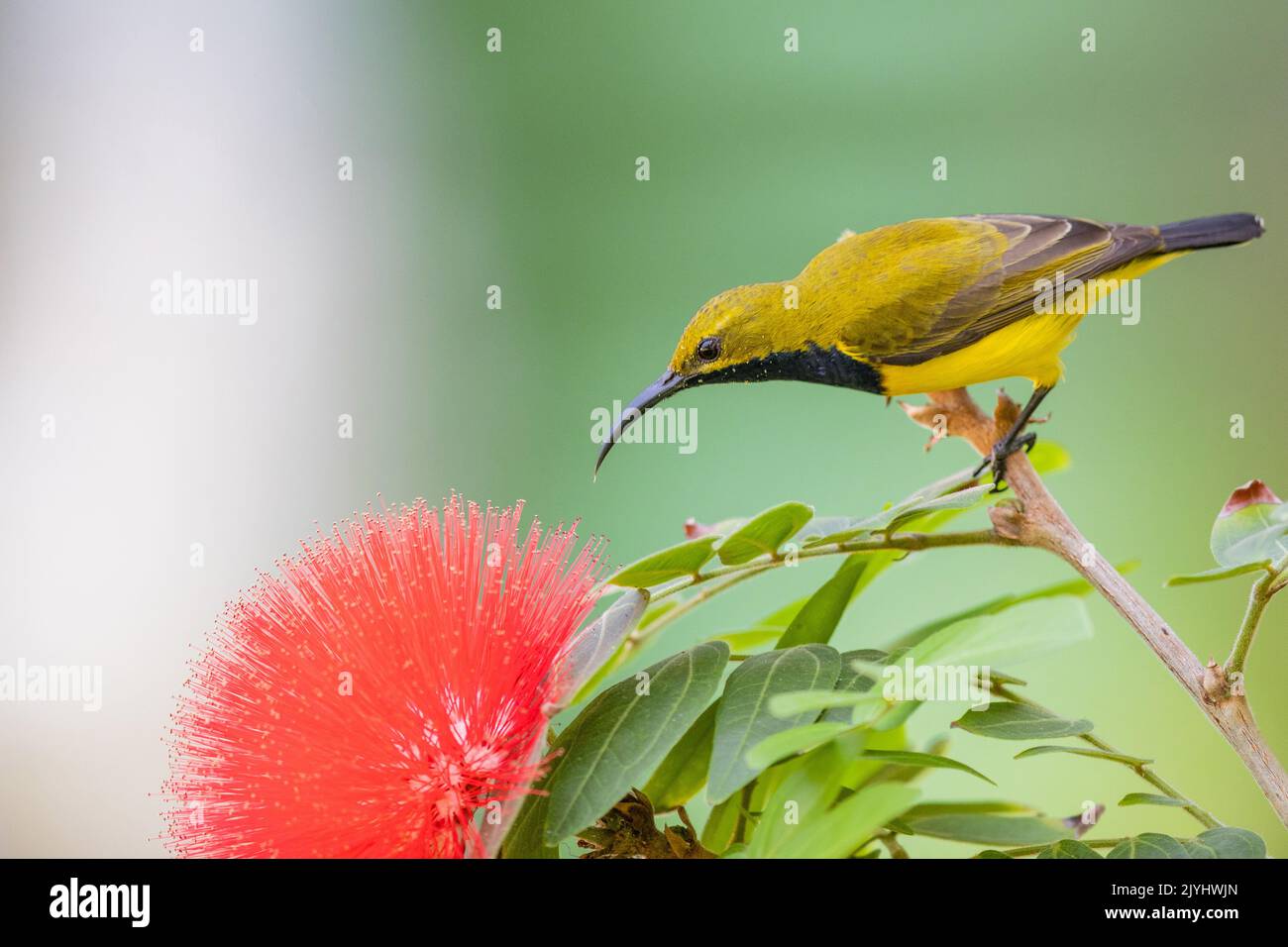 olive-backed sunbird (Nectarinia jugularis), male at a flower, Australia, Queensland Stock Photo