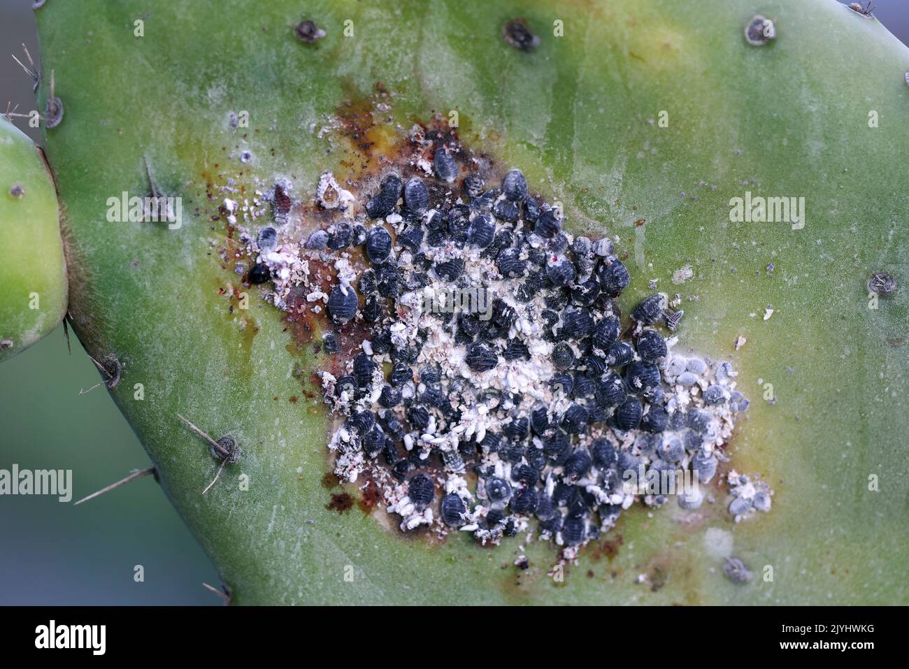 cochineal (Dactylopius coccus), groups of females on opuntia leaf, Canary Islands, Lanzarote Stock Photo