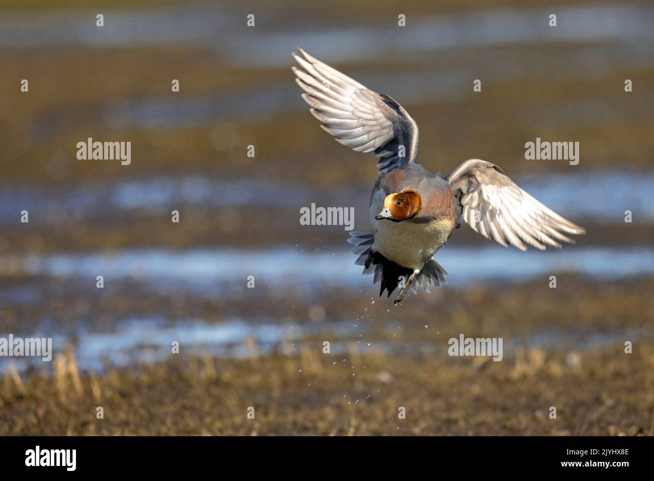 European wigeon (Anas penelope, Mareca penelope), flying up male, Netherlands, Gelderland Stock Photo