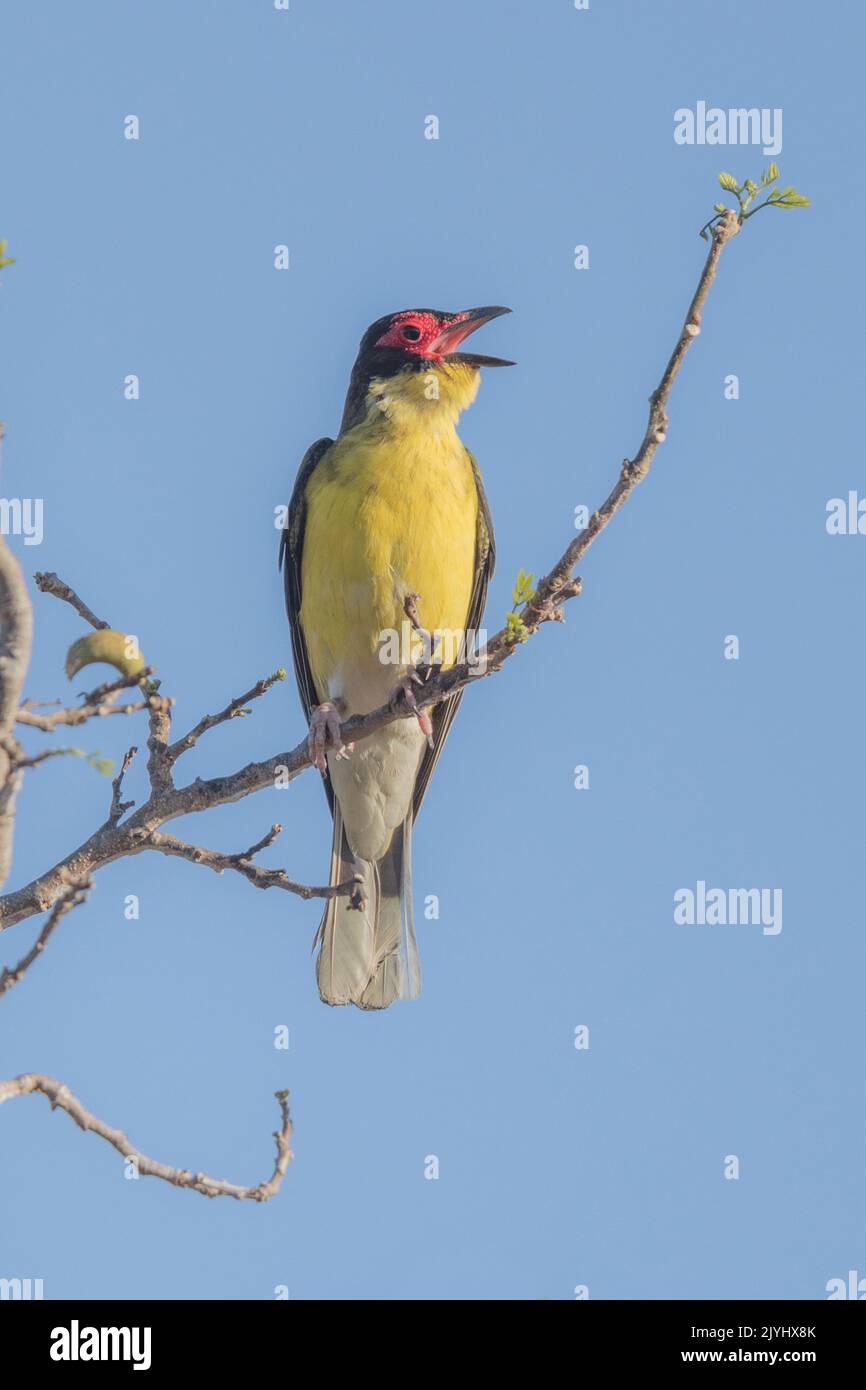 Australasian figbird, Green figbird (Sphecotheres vieilloti), male perched on a branch singing