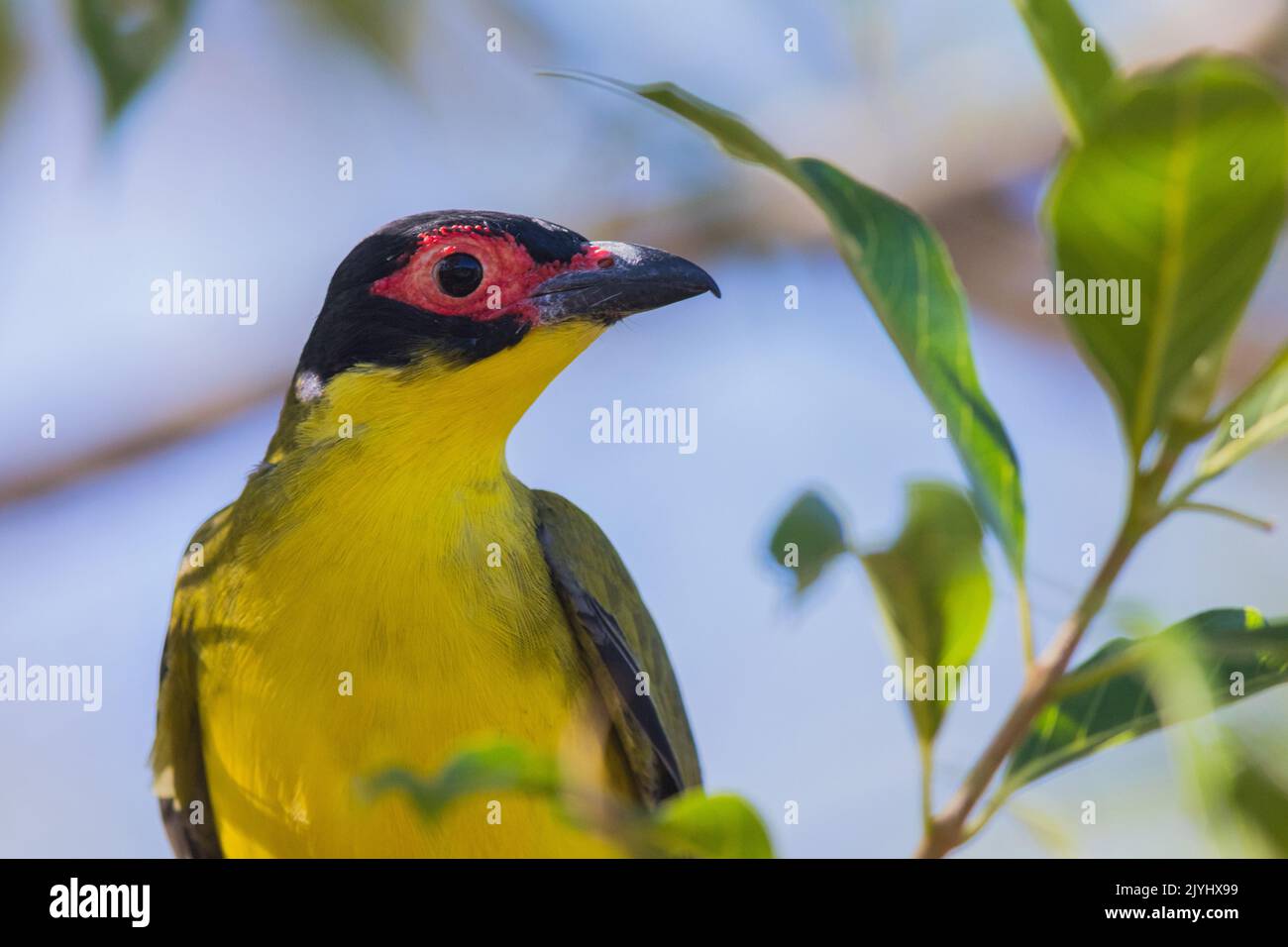 Australasian figbird, Green figbird (Sphecotheres vieilloti), portrait of a male, Australia