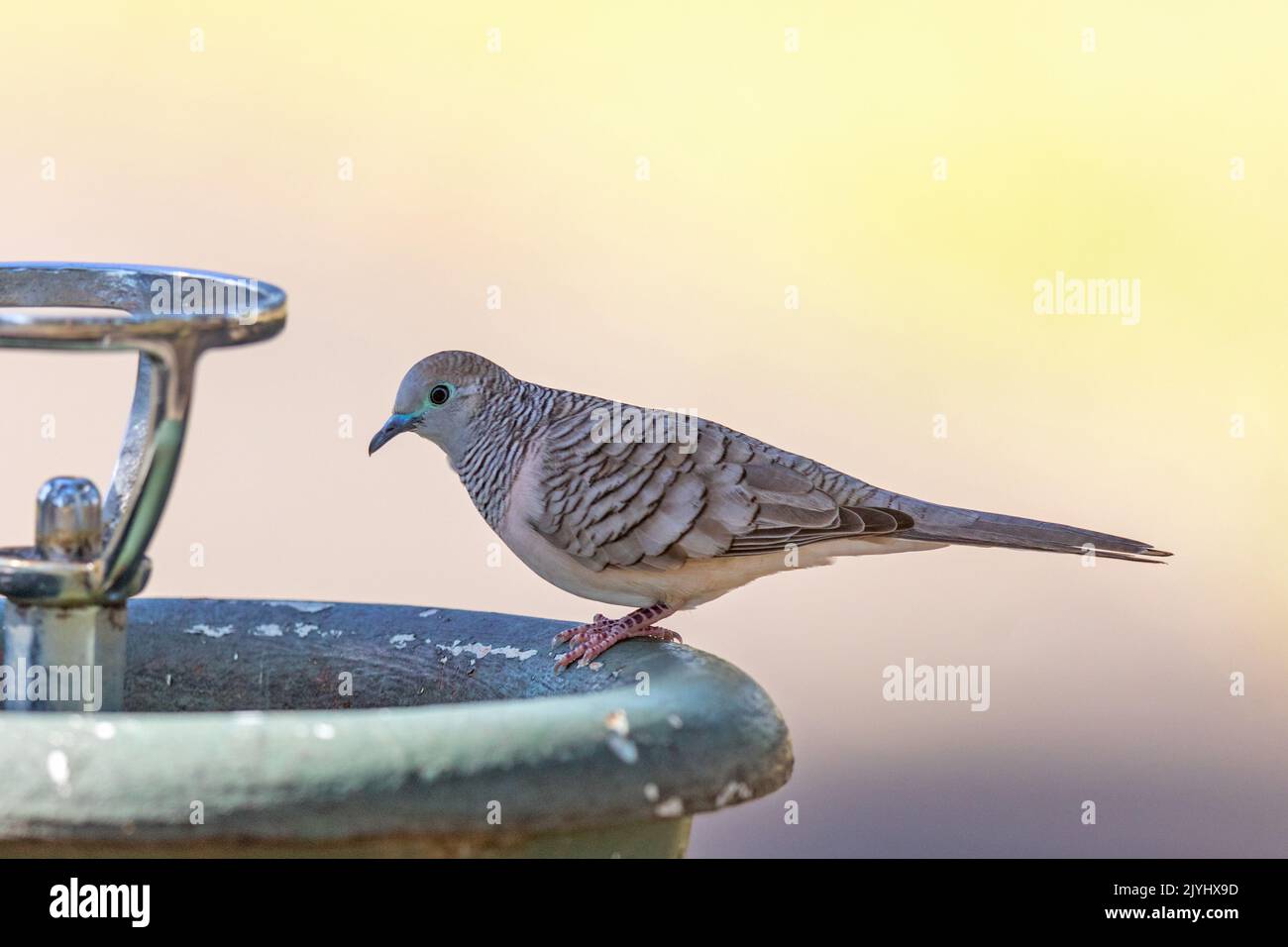 peaceful dove (Geopelia placida), at a bird bath, Australia, Queensland ...