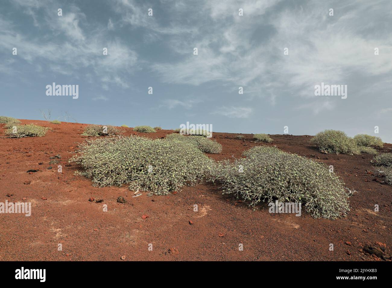 spurge (Euphorbia balsamifera), shrub on lava rock at the Montana Quemada, Canary Islands, Lanzarote, El Golfo Stock Photo