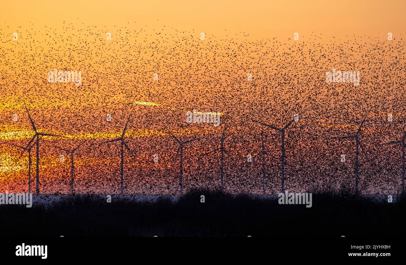 common starling (Sturnus vulgaris), flock flying to the roosting place at the Ijsselmeer after sunset, wind park in the background, Netherlands, Stock Photo