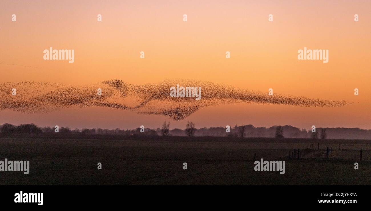 common starling (Sturnus vulgaris), flock flying to the roosting place after sunset, large flock in formation flight, Netherlands, Frisia, Leeuwarden Stock Photo