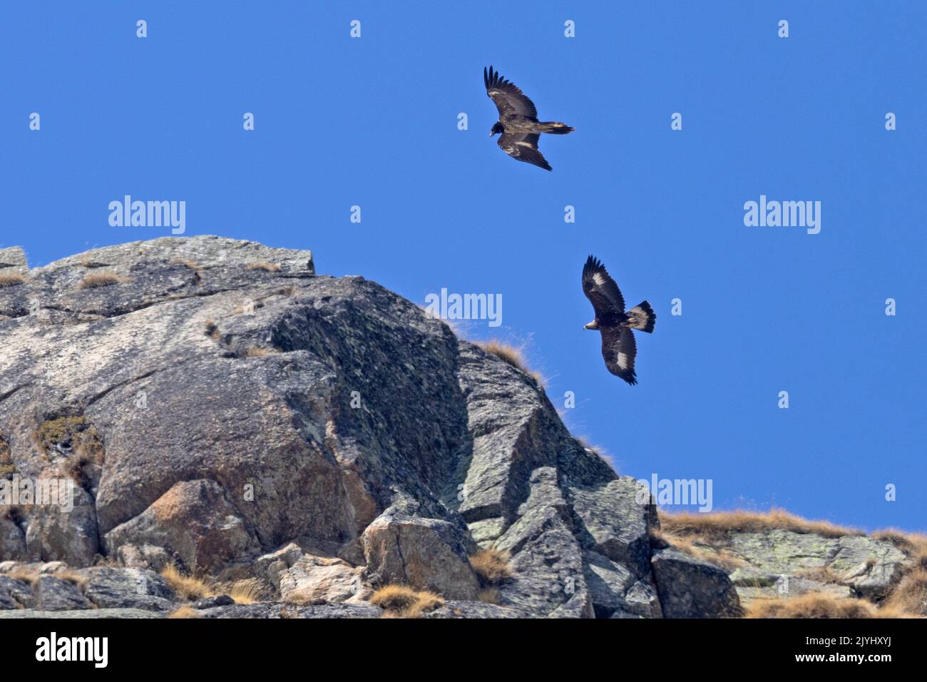 golden eagle (Aquila chrysaetos), golden eagle and juvenile bearded vulture flying ober a mountain, bearded vulture marks, Italy, Gran Paradiso Stock Photo