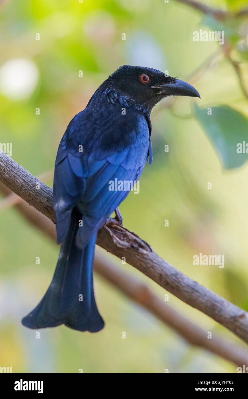 Spangled drongo hires stock photography and images Alamy