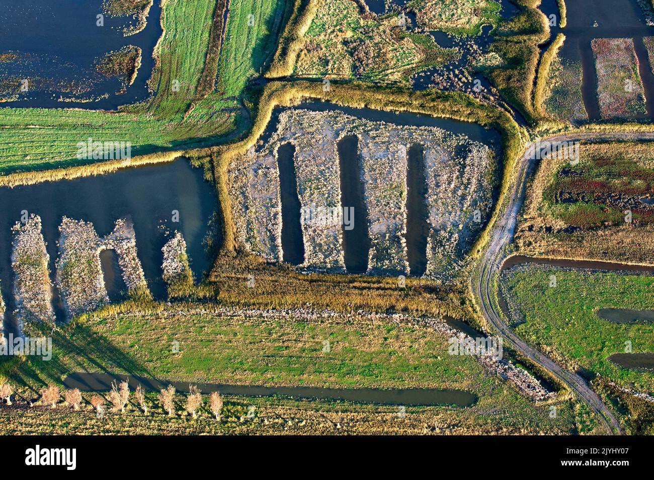 renaturated moorland in winter, aerial view, Belgium, Flanders Stock Photo