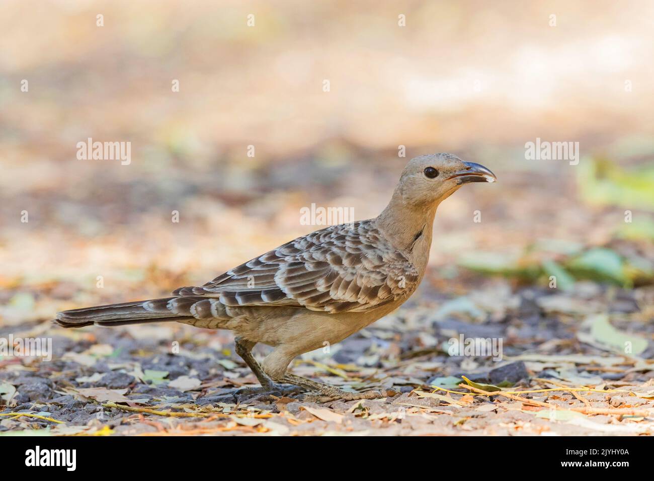 Great grey bowerbird, Great bowerbird (Chlamydera nuchalis), foraging on the ground, Australia, Northern Territory, Nitmiluk National Park Stock Photo