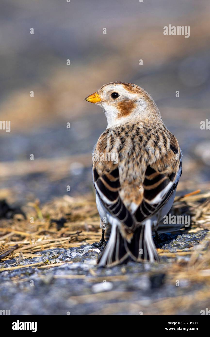 snow bunting (Plectrophenax nivalis), in eclipse plumage on the ground, Netherlands, Lauwersoog Stock Photo