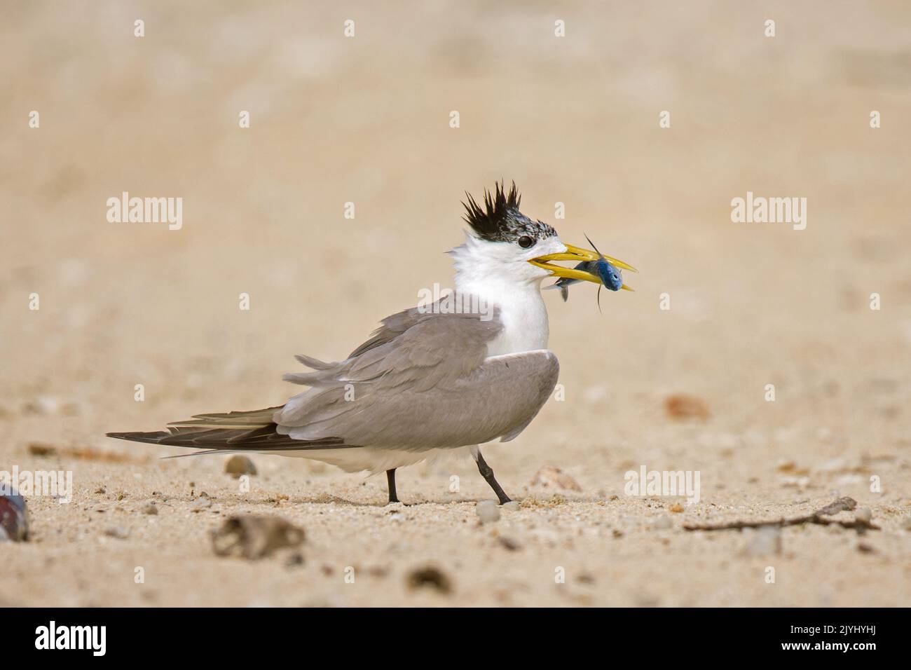 greater crested tern (Thalasseus bergii, Sterna bergii), on the beach with caught fish in the bill, Australia, Queensland Stock Photo